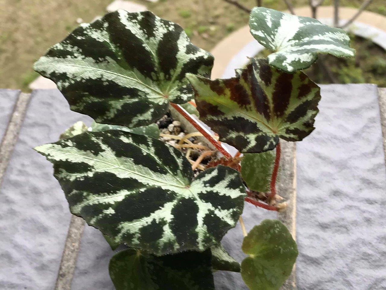 B. yizhouensis